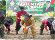 Dorong Pertanian, Pemkab Lamandau Buka 50 Hektare Lahan Untuk Jagung