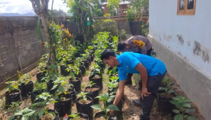 Bhabinkamtibmas Polres Jembrana Bantu Warga Manfaatkan Pekarangan Secara Produktif