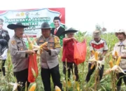 Ikut Panen Jagung Serentak, Kapolres Lamandau Dukung Produktivitas Pertanian