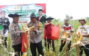 Ikut Panen Jagung Serentak, Kapolres Lamandau Dukung Produktivitas Pertanian