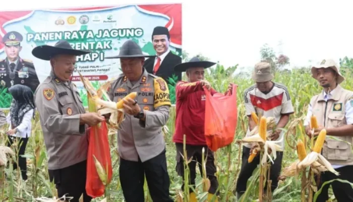 Ikut Panen Jagung Serentak, Kapolres Lamandau Dukung Produktivitas Pertanian