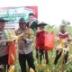 Ikut Panen Jagung Serentak, Kapolres Lamandau Dukung Produktivitas Pertanian