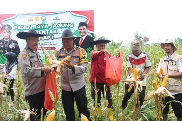 Ikut Panen Jagung Serentak, Kapolres Lamandau Dukung Produktivitas Pertanian