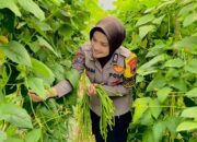 Inisiatif Brigadir Maya, Pekarangan Warga Karanganyar Berubah Jadi Kebun Subur