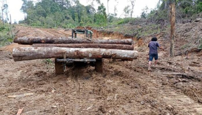 Investigasi Dugaan Oknum ASN Terlibat Pembalakan Ilegal di Humbahas