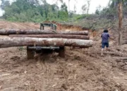 Kasus Kayu Ilegal di Humbahas, Oknum ASN Diduga Terlibat Jaringan Ilegal Logging