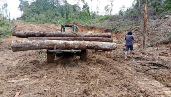 Kasus Kayu Ilegal Di Humbahas, Oknum Asn Diduga Terlibat Jaringan