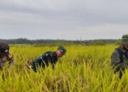 Kolaborasi Dengan Petani, Bhabinkamtibmas Desa Pergung Dampingi Ubinan Padi Untuk