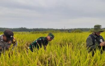 Kolaborasi Dengan Petani, Bhabinkamtibmas Desa Pergung Dampingi Ubinan Padi Untuk