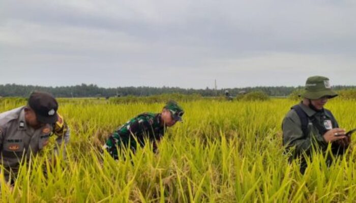 Dukung Produktivitas Pertanian, Bhabinkamtibmas Desa Pergung Bantu Ubinan Padi