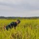 Kolaborasi Dengan Petani, Bhabinkamtibmas Desa Pergung Dampingi Ubinan Padi Untuk