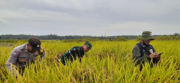 Kolaborasi Dengan Petani, Bhabinkamtibmas Desa Pergung Dampingi Ubinan Padi Untuk