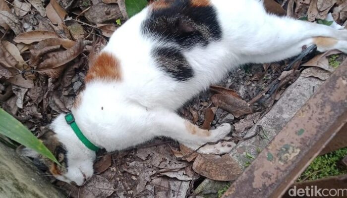 Diduga Diracun, Kematian Massal Kucing di Malang Bikin Cats Lover Berduka