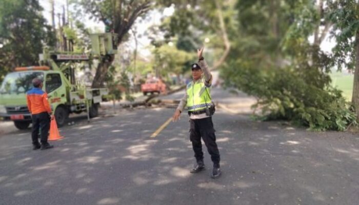 Atensi Keselamatan Jalan, Bhabinkamtibmas Dangin Tukadaya Pantau Pemangkasan Pohon