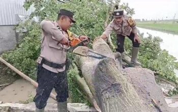 Lalu Lintas Terganggu, Polisi Tangani Pohon Tumbang Di Jimbaran Pati