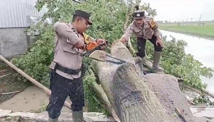 Polisi Sigap Evakuasi Pohon Tumbang di Jimbaran Pati