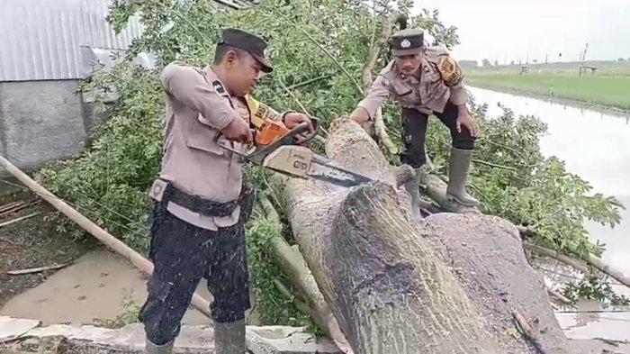 Lalu Lintas Terganggu, Polisi Tangani Pohon Tumbang Di Jimbaran Pati