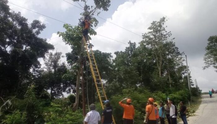 Mencari Pakan Ternak, Pria di Grobogan Tewas Akibat Kesetrum Listrik