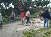 Naas, Pohon Tumbang Timpa Pemotor Wanita Di Pati Hingga Tewas