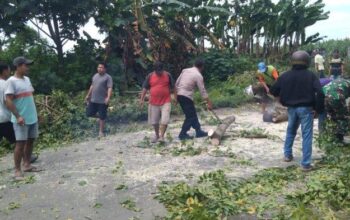 Naas, Pohon Tumbang Timpa Pemotor Wanita Di Pati Hingga Tewas