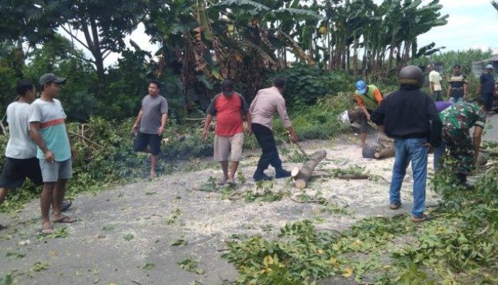 Naas, Pohon Tumbang Timpa Pemotor Wanita di Pati hingga Tewas