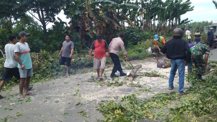 Naas, Pohon Tumbang Timpa Pemotor Wanita Di Pati Hingga Tewas