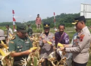 Panen Jagung Di Banyumas, Polresta Dukung Program Ketahanan Pangan