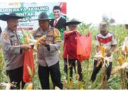 Panen Jagung Di Tanah Kujan, Kapolres Lamandau Tekankan Pentingnya Ketahanan