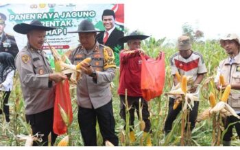 Panen Jagung Di Tanah Kujan, Kapolres Lamandau Tekankan Pentingnya Ketahanan