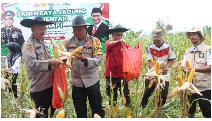 Kapolres Lamandau Ikut Panen Jagung di Tanah Kujan, Dukung Ketahanan Pangan Nasional