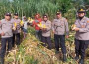 Panen Perdana, Polresta Malang Kota Hasilkan 3 Ton Jagung