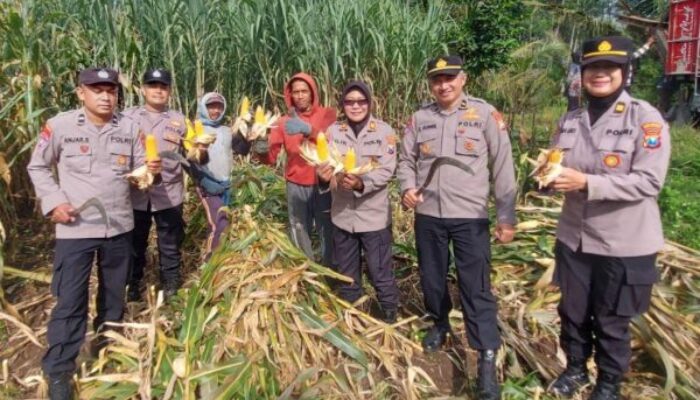 Polresta Malang Kota Sukses Panen Perdana 3 Ton Jagung