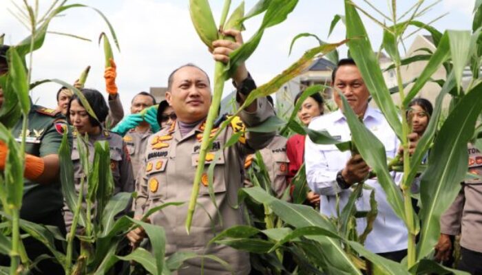 Sukses Panen Raya Jagung, Polresta Malang Kota Buktikan Ketahanan Pangan Bisa Dicapai