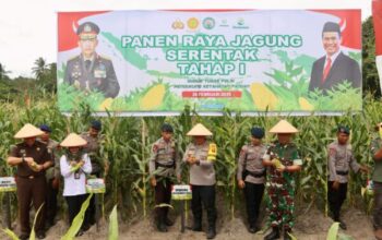 Panen Raya Jagung, Polda Kalteng Wujudkan Ketahanan Pangan Di Lahan