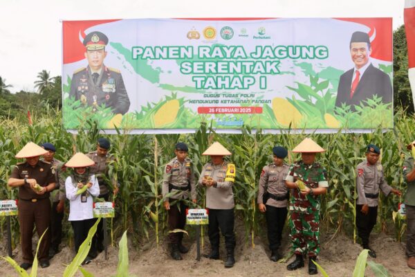 Panen Raya Jagung, Polda Kalteng Wujudkan Ketahanan Pangan Di Lahan