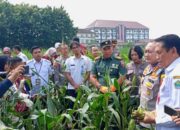 Panen Raya Jagung Di Kedungkandang, Dispangtan Dan Polresta Malang Kota