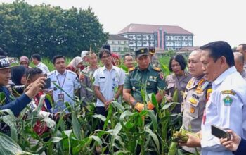 Panen Raya Jagung Di Kedungkandang, Dispangtan Dan Polresta Malang Kota