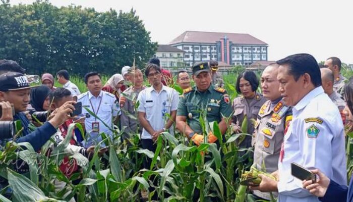 Dispangtan dan Polresta Malang Kota Gelar Panen Raya Jagung di Kedungkandang