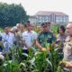 Panen Raya Jagung Di Kedungkandang, Dispangtan Dan Polresta Malang Kota