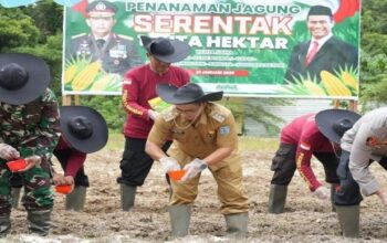 Pengembangan Jagung Di Lamandau, Pemkab Siapkan 50 Hektare Lahan