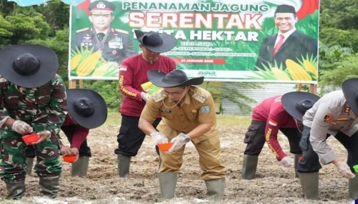 50 Hektare Lahan Disiapkan Pemkab Lamandau untuk Pengembangan Jagung