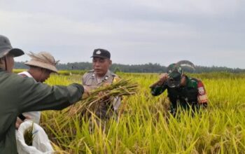 Perkuat Swasembada Pangan, Bhabinkamtibmas Desa Pergung Aktif Dalam Ubinan Padi