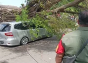 Pohon Besar Tumbang di Jalan Hayamwuruk Semarang, Sebuah Mobil Tertimpa