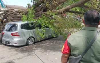 Pohon Besar Ambruk Di Jalan Hayamwuruk Semarang, Satu Mobil Rusak