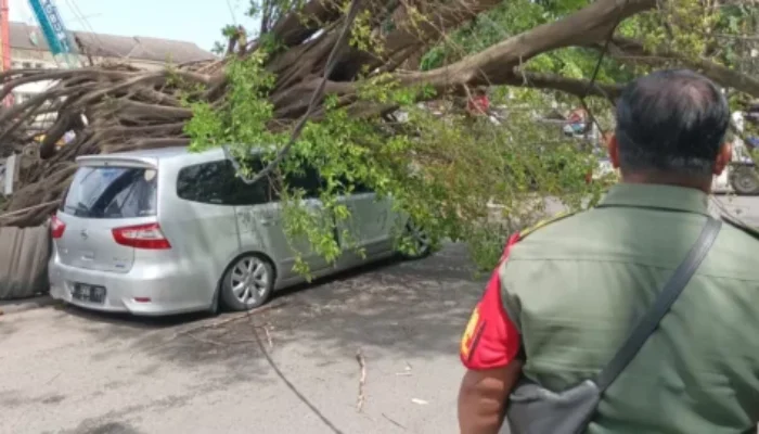 Pohon Besar Tumbang di Jalan Hayamwuruk Semarang, Sebuah Mobil Tertimpa