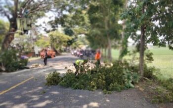 Pohon Ganggu Lalu Lintas, Bhabinkamtibmas Desa Dangin Tukadaya Turun Tangan