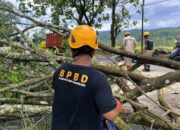 Pohon Trembesi Roboh Dihantam Angin Kencang di Jalan Wonosobo-Banjarnegara, Akses Jalan Tertutup