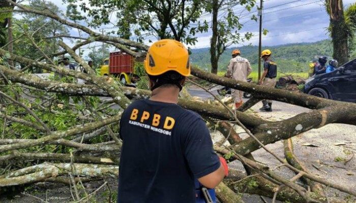 Pohon Trembesi Roboh Dihantam Angin Kencang di Jalan Wonosobo-Banjarnegara, Akses Jalan Tertutup