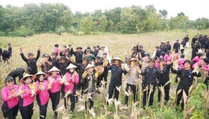 Satbrimob Polda Jateng Panen 9 Ton Jagung, Irwasum Polri Berikan Apresiasi