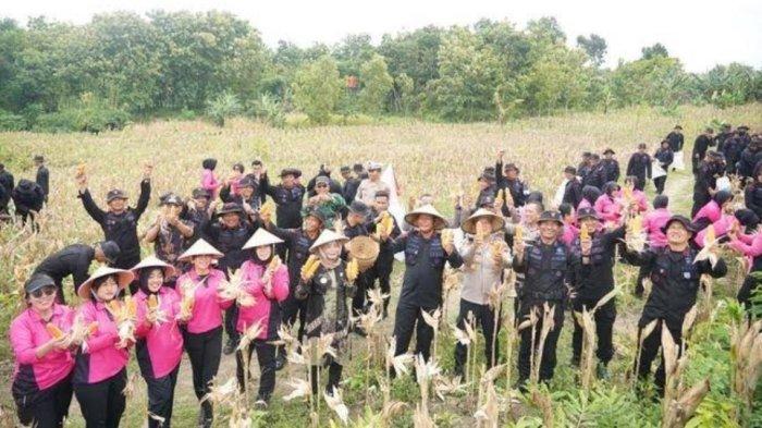 Polda Jateng Panen Jagung 9 Ton Sebagai Upaya Ketahanan Pangan